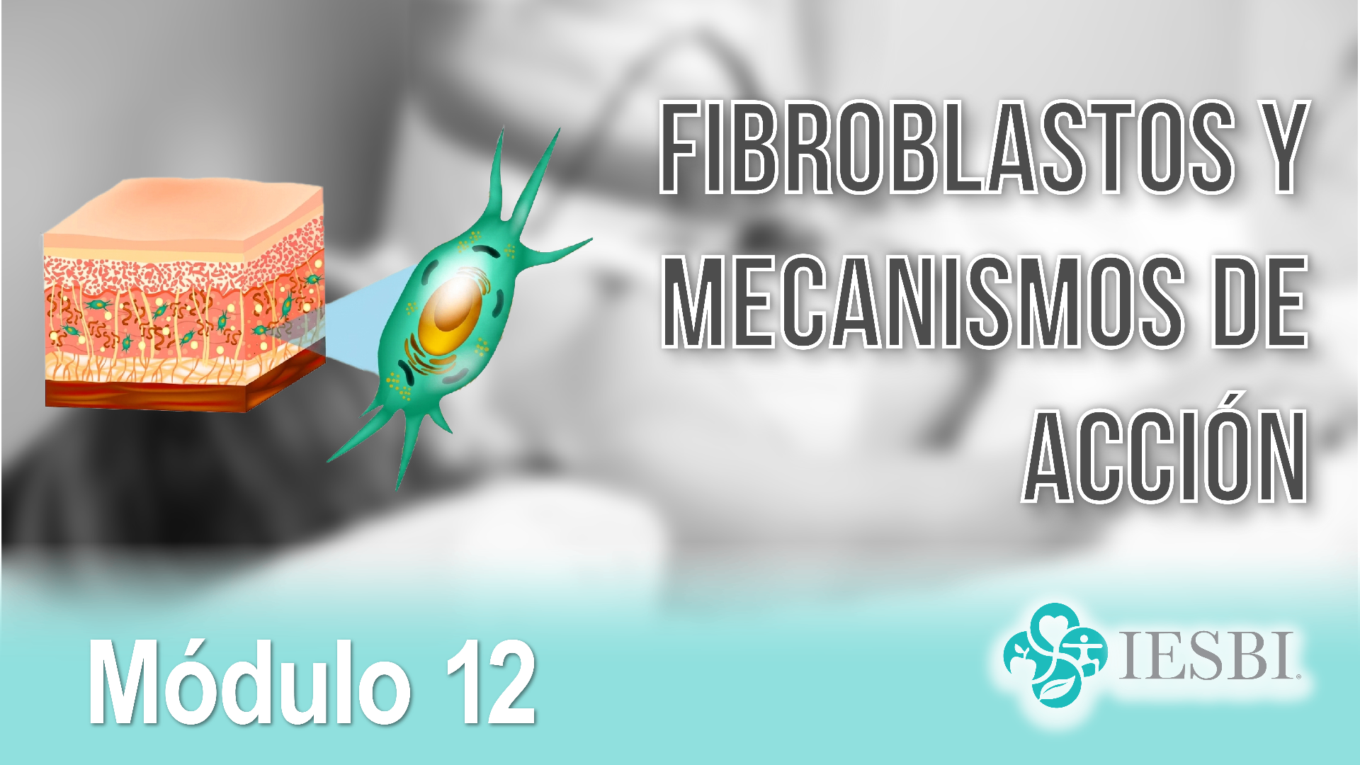 Fibroblastos y Mecanismos de Acción